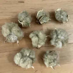 今シーズン最終品　コットンフラワー　緑　綿花　8個