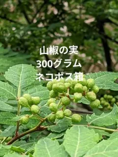 3.岡山県産 山椒の実 300グラム ネコポス箱のサムネイル