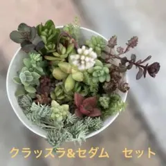 セダムとクラッスラ寄植え　(抜き苗カット苗)　クロマ　花団錦　紅稚児　デービット