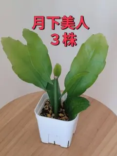 月下美人 発根済み 苗 3株　④のサムネイル