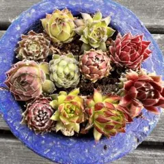 カラフルセンペルビウムジョビバルバ 11種アソートセット多肉植物