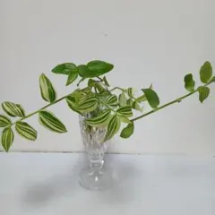 hiromimisaki0120様 リクエスト 2点 まとめ商品