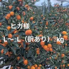 ヒガ様訳ありオレンジ2kg L〜L