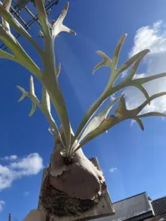 2025年最新】ビカクシダ レモイネイの人気アイテム - メルカリ