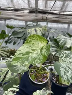 モンステラ プラチナム Monstera deliciosa platinum - メルカリ