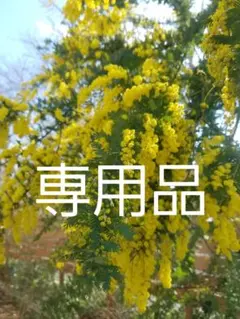 kingさま専用　ミモザ生花　L15