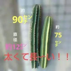 柱サボテン鬼面角 太くて長〜いです❤75㌢80㌢85㌢　❤3本セット 柱サボテン鬼面角 太くて長〜いです❤75㌢80㌢85㌢ ❤3本セット - メルカリ