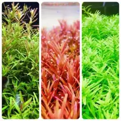 水草セット　3種類　水中葉　無農薬　無害虫のサムネイル