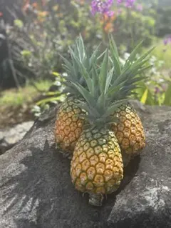 ☆KOKO☆様専用