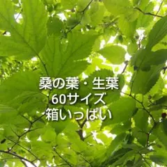 桑の葉 枝付き マルベリー 生葉 60サイズ箱いっぱい クール便発送のサムネイル