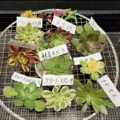 2026年最新】メデューサ錦の人気アイテム - メルカリ