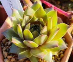 Ｕｎｉｃｏｒｎ　　Sempervivum　センペルビブムのサムネイル