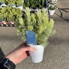 アデナンサス ウーリーブッシュ　＊同梱推奨商品のサムネイル