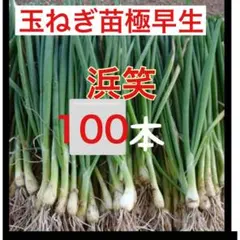 2025年最新】玉ねぎ苗 極早生の人気アイテム - メルカリ