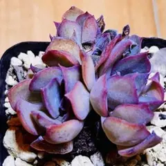 多肉植物❤️ダークアイス❤️韓国苗育成 抜き苗 a14のサムネイル