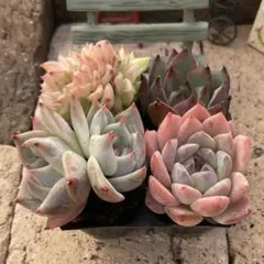 2025年最新】韓国苗 セット 多肉植物の人気アイテム - メルカリ