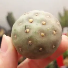 2026年最新】テフロカクタス ゲオメトリクスの人気アイテム - メルカリ