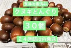 クヌギどんぐり　３０個