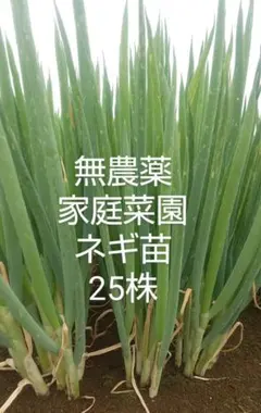 Happy様 リクエスト 2点 まとめ商品