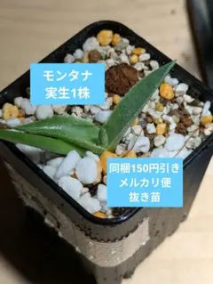 すーさん様 リクエスト 3点 まとめ商品