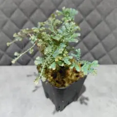 【迅速発送】青色の葉が美しいコンテリクラマゴケ(シダ植物)のサムネイル