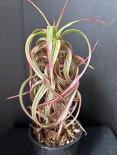 2026年最新】ドラセナ キュンティの人気アイテム - メルカリ