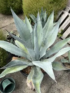 2025年最新】アガベアメリカーナの人気アイテム - メルカリ