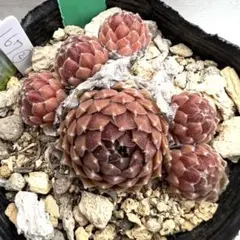 多肉植物 センペルビウム モアカークスメリット No.167【緑】 - メルカリ