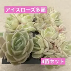 オロスタキス4種アソートセット多肉植物子持ち蓮華ピーチパーフェクト