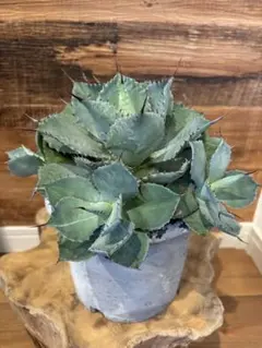 2025年最新】#エオリシケの人気アイテム - メルカリ