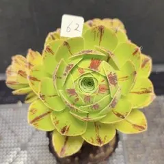 91#観葉植物アエオニウム錦❤️グリーンメデューサセッカ❤️3大頭14cm