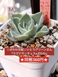 多肉植物 つぶつぶ屋 【ジェシー】カット苗 - メルカリ