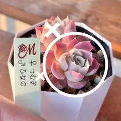 札付き　miyaさん苗　ひなの　多肉植物 Miyaさん苗 多肉植物 ひなの 札付き