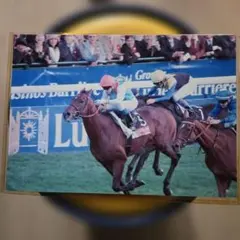競馬 写真