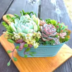多肉植物寄せ植え⑦✩.*˚そのまま飾れる✩.*˚