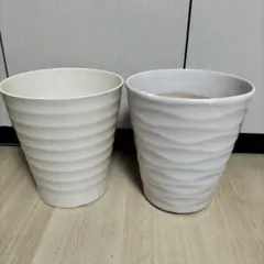 シュンランの仲間 (札落ち)(蘭陶器鉢ごと)NO.3 8/13撮影メルカリ便発送 シュンランの仲間 (札落ち)(蘭陶器鉢ごと)NO.3 8/13撮影メルカリ