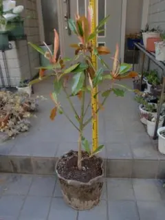 タイサンボク ケイパレス 常緑樹 約70cm - メルカリ