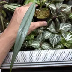 美品貴重】インペリアルエンタープライズ 万葉の花 クリーマー 47点 