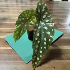Begonia Maculataベゴニア マクラータ 斑入 メルカリ便 - メルカリ