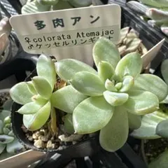 サボテン相談室　コロラータリンゼアナ×コロラータアテマハック札付きポットごと サボテン相談室 コロラータリンゼアナ×コロラータアテマハック札