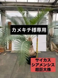 サイカス　シアメンシス　巨大株 2026年最新】サイカス シアメンシスの人気アイテム - メルカリ