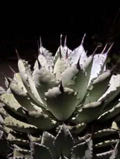 2026年最新】アガベ ハイブリットの人気アイテム - メルカリ