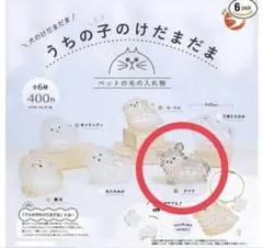 我家的小毛孩 吉娃娃