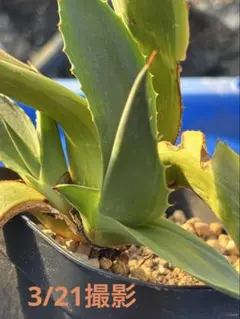 2026年最新】アガベオバティフォリアの人気アイテム - メルカリ