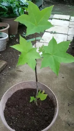 덤불 묘목 1개
