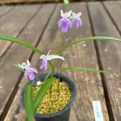 原種ウチョウラン小豆島のサムネイル