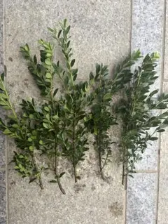 新鮮！無農薬 ツゲのカット枝 5本セット　挿木用