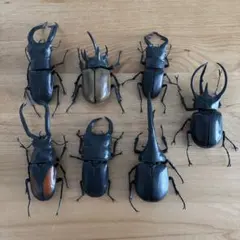 カブトムシ カプセルトイ