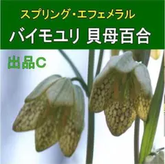Ｃ スプリング・エフェメラル 貝母百合 バイモユリ 蕾つき ポット苗 20cm