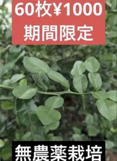 2026年最新】コブミカン 苗の人気アイテム - メルカリ